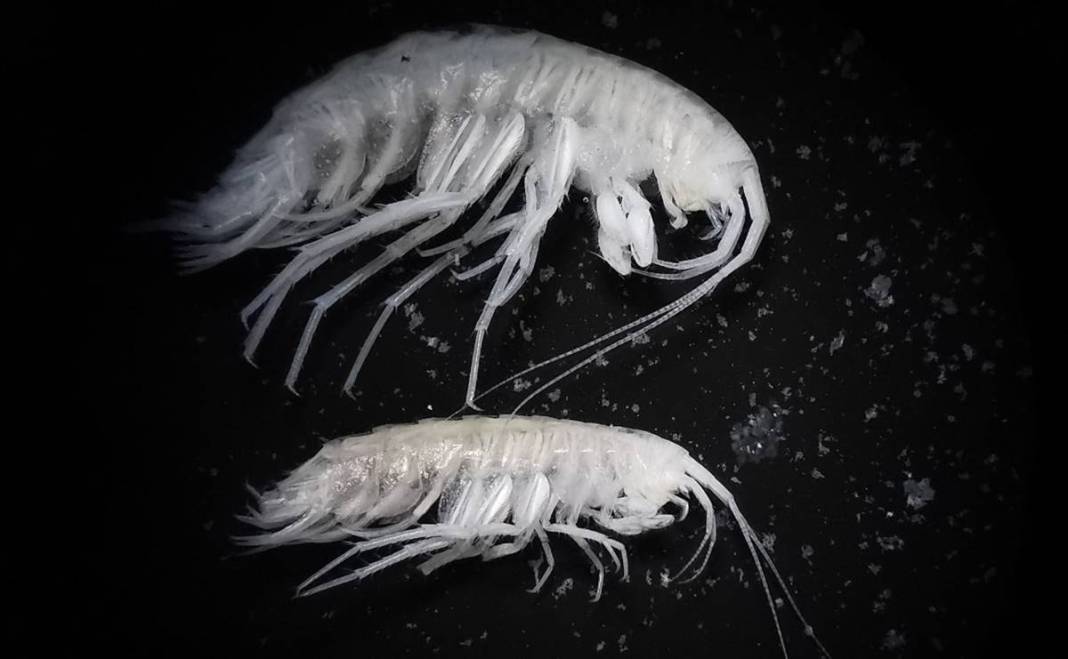 Dünyada ilk kez: Yeni sualtı canlısı türü, Türkiye'nin en derin üçüncü mağarasında keşfedildi! Türk bilim insanlarının başarısı 11